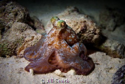 Finally I encounter an octopus on a beautiful night dive ... by Jill Smith 